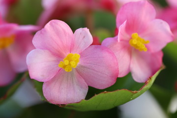 ピンク色のベゴニアの花