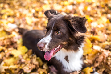Rassehund Collie