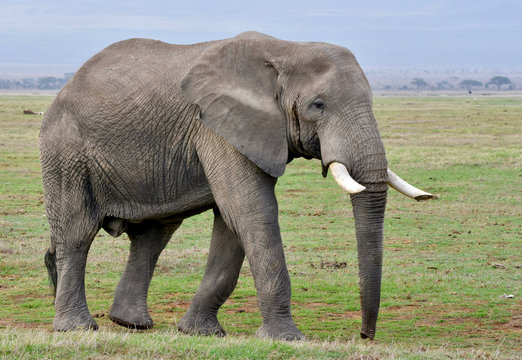 African bull elephant walking through the grasslands of Amboseli National Park in Kenya.
