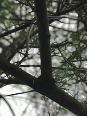 Tree of Life