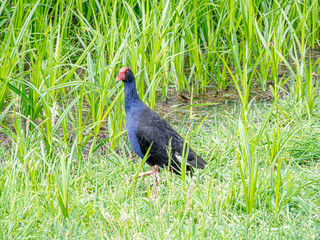 Purple Swamphen