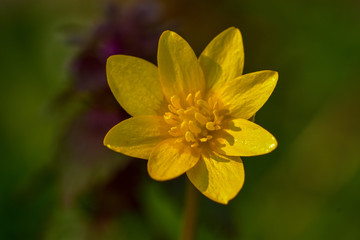 Macro of a yellow flower in the garden