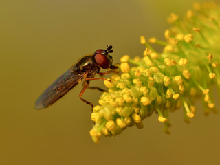 a fly feeding on yellow, small flowers