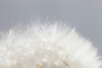 Close-up Dandelion seeds over gray background. Macro