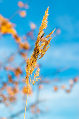 spikelet of grass against the sky