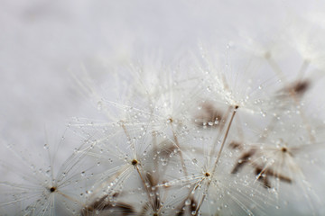 Dandelion seed with water drops. Close-up Dandelion seeds over grey background. Macro