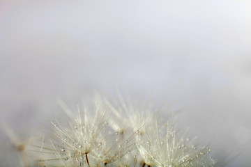 Macro Dandelion seeds. Dandelion seed with water drops.