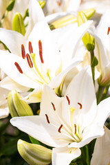 white lily flowers in the garden