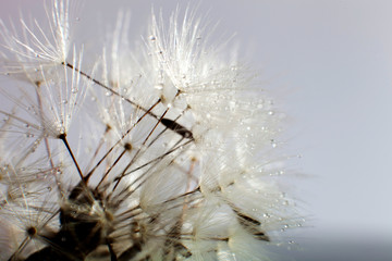 Water drops on dandelion - extreme macro. Dandelion seed with water drops.