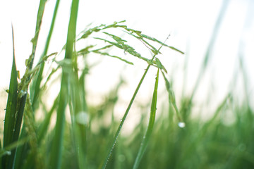 Rice farm,Rice field,Rice paddy, rice pants,Bokeh dew drops on the top of the rice fields in the morning sun,along with the rice fields that emphasize the soft background.