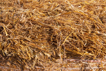 dry grass hay as a background