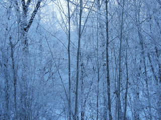 凍てつく真冬の森