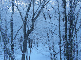 Fototapeta premium 凍てつく真冬の森