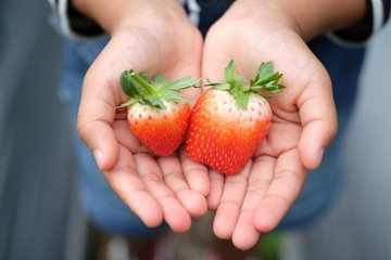 Fresh strawberries in kid’s hands.