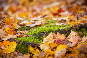 A ground level view of autumn leaves on the ground, featuring a green patch of moss.