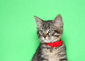 Portrait of an adorable tiny black and gray tabby kitten wearing a bright red collar with bell looking to viewers left. Green background with copy space.