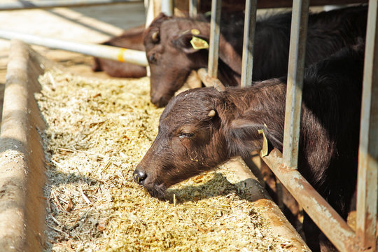 close up young murrah buffaloes in stable, buffaloes in a farm