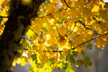Autumn yellow leaves on a tree