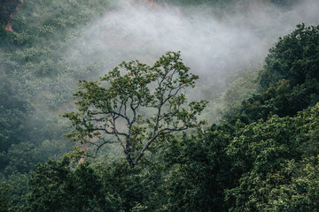 Forest nature and foggy in the mountain