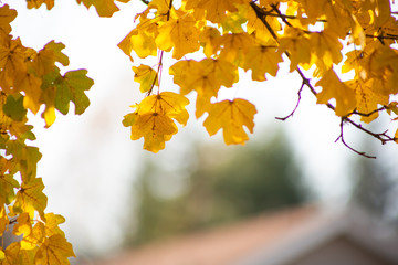 Autumn leaves turn yellow on a tree.