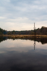 reflection of trees in water