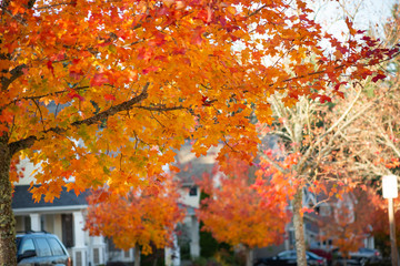 Autumn leaves on a tree in a neighborhood.