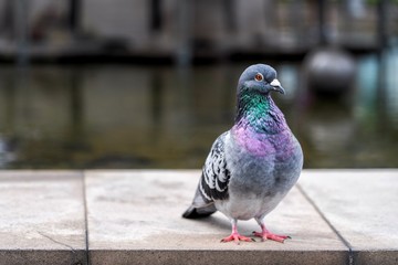 One beautiful pigeon in a park 