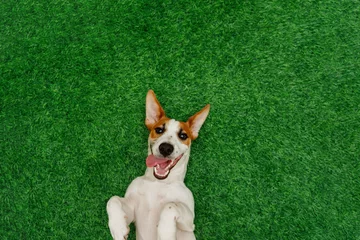 Rolgordijnen Smiling dog jack russel terrier, lying on green grass. © ulkas