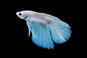 Fighting fish in black background