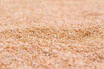 Wheat Grains Stack Closeup