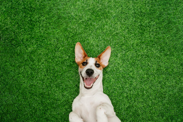 Cute  smiling dog jack russel terrier, lying on green grass. - obrazy, fototapety, plakaty