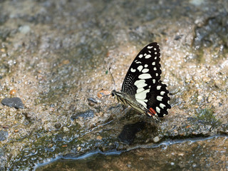 Fototapeta na wymiar Close up Little Butterfly is Drinking Water from a Stream