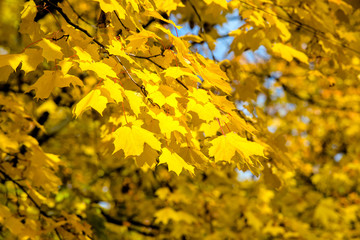 Autumn background-yellow maple leaves in the city Park