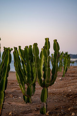 Cactus Plants on a Spanish Beach