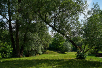 Fototapeta na wymiar Summer Park. Trees in the summer park.