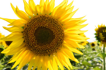Field of sunflowers. Single flower of sunflower close-up. Summer, farming.