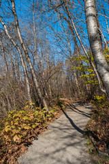 uphill trail in the park surrounded by dense leafless trees on a sunny autumn day