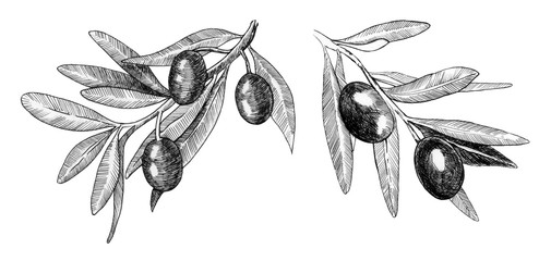 Set of black olives. Graphiccs. Hand drawn