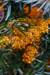 Sea buckthorn branches strewn with orange berries in the garden.