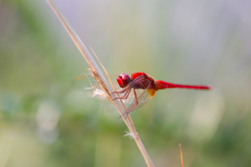 Red Dragonfly Perched on a Branch