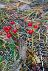Red berries of lily of the valley among autumn fallen leaves.