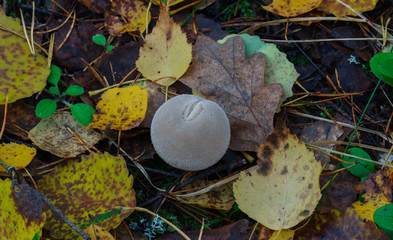 Big beautiful edible mushroom raincoat in the forest.