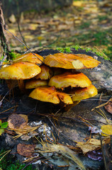 Edible mushrooms mushrooms grew on a stump in the forest.