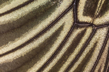 Fototapeta na wymiar Close up of Butterfly wing pattern