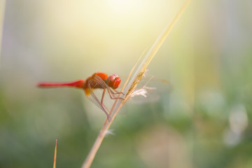 Red Dragonfly Perched on a Branch
