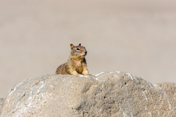 Squirrel sitting in the sun on a rock