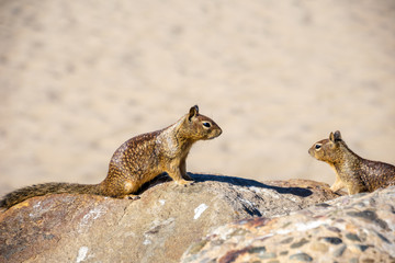 Two squirrels sitting on a rock looking at each other