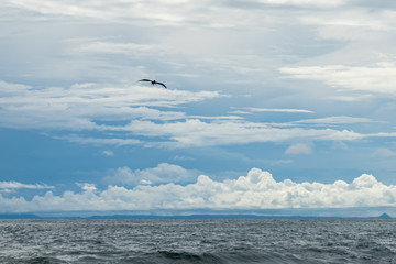 Beautiful Pelican flying and fishing in the beaches of Costa Rica
