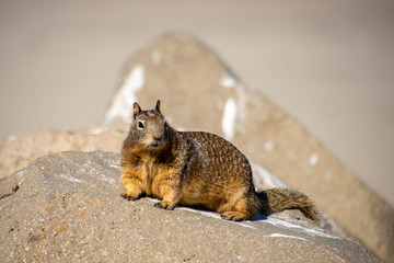 Squirrel sitting in the sun on a rock