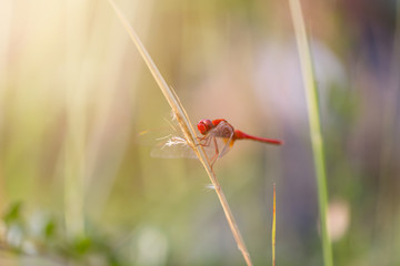 Red Dragonfly Perched on a Branch